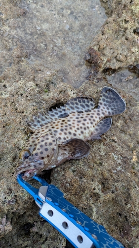 イシミーバイの釣果