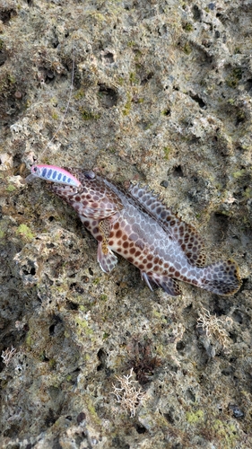 カンモンハタの釣果