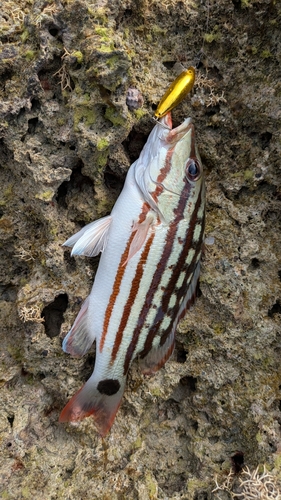 アミメフエダイの釣果