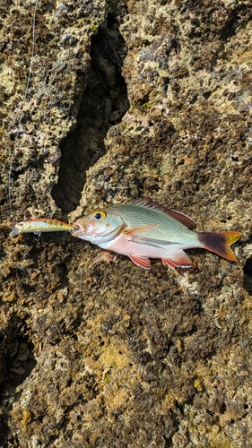 海野漁港