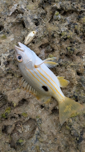 ヤマトビーの釣果