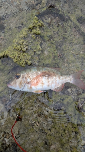 イソフエフキの釣果