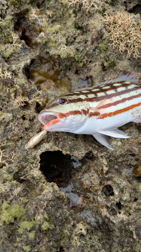 アミメフエダイの釣果