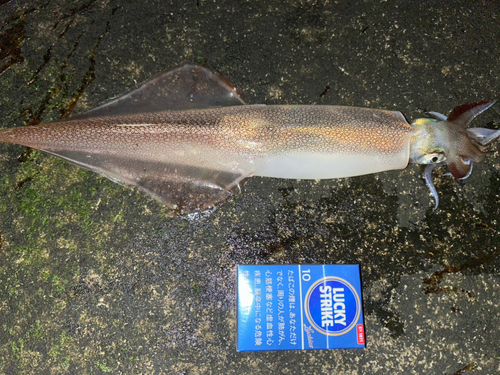 ヤリイカの釣果