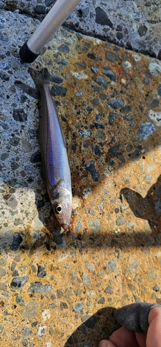 キスの釣果