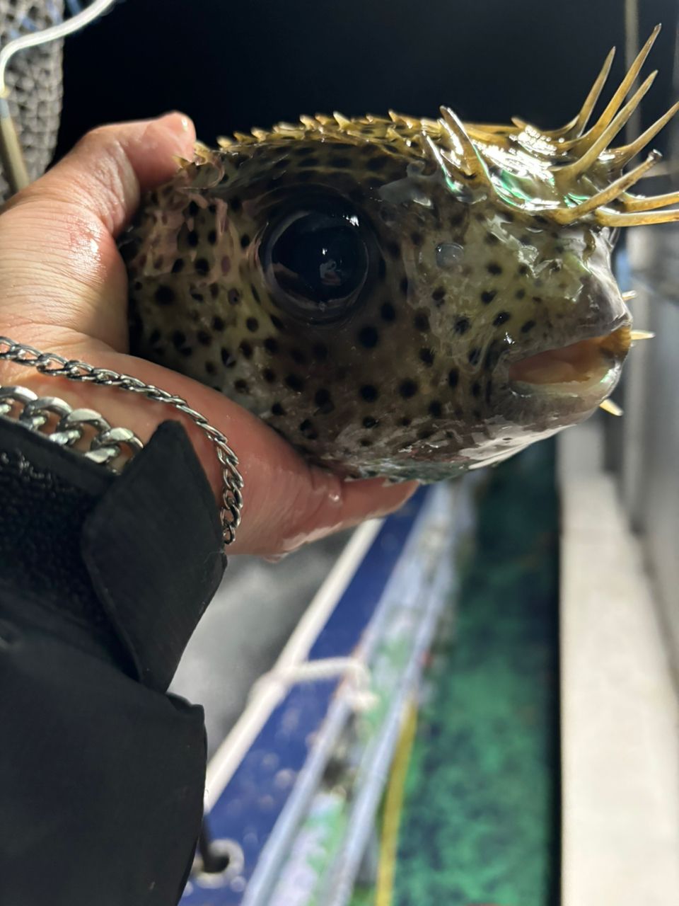 中乗りゆずまるさんの釣果 3枚目の画像