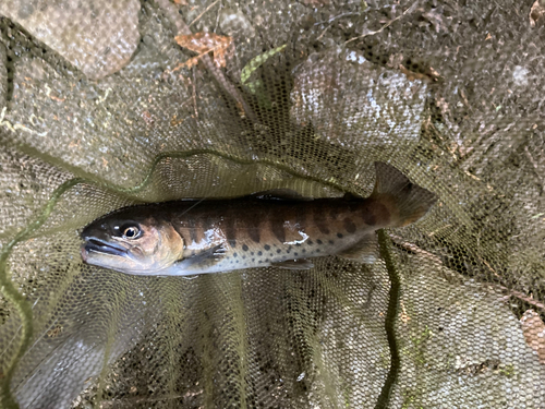 ヤマメの釣果