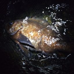 メバル