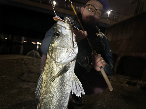 マルスズキの釣果