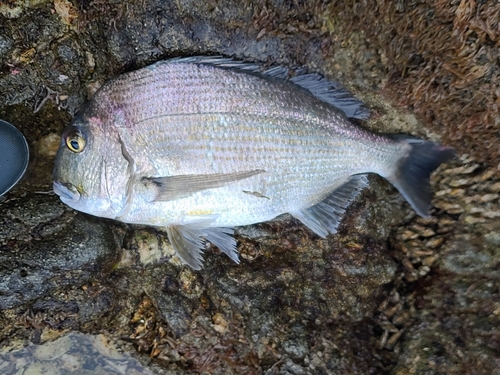 ヘダイの釣果