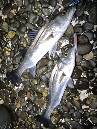 表浜名湖