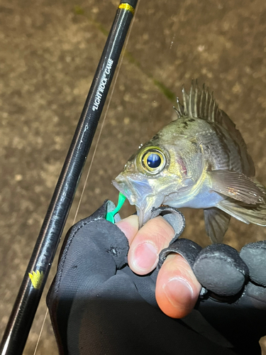 メバルの釣果