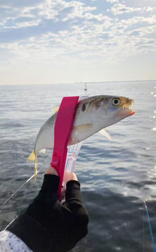 コノシロの釣果