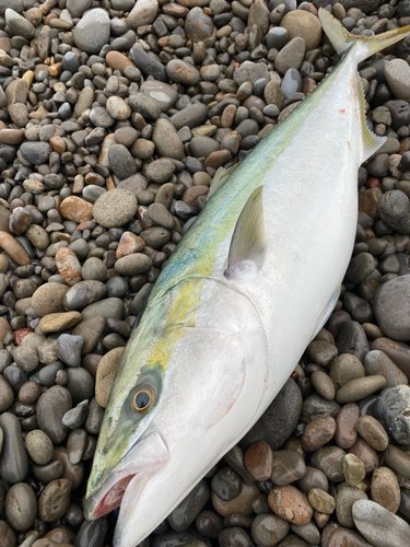 ブリの釣果