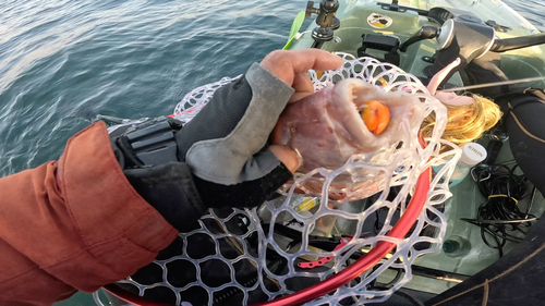 マダイの釣果