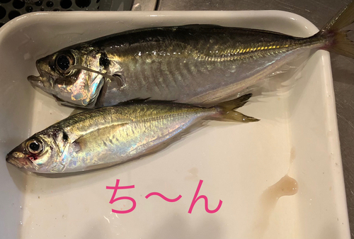 アジの釣果