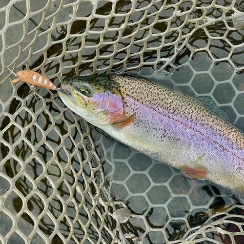 ニジマスの釣果