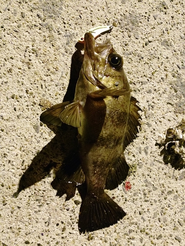 メバルの釣果