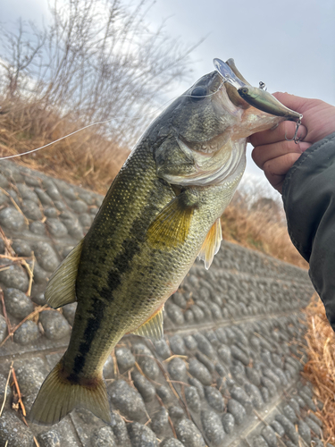 ラージマウスバスの釣果