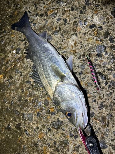 シーバスの釣果