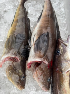 ホッケの釣果