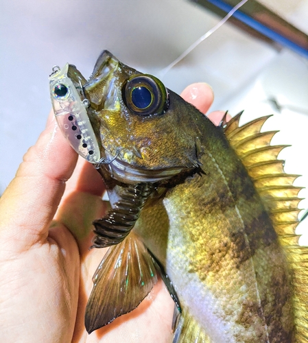 シロメバルの釣果