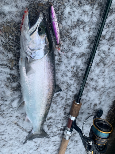 サツキマスの釣果