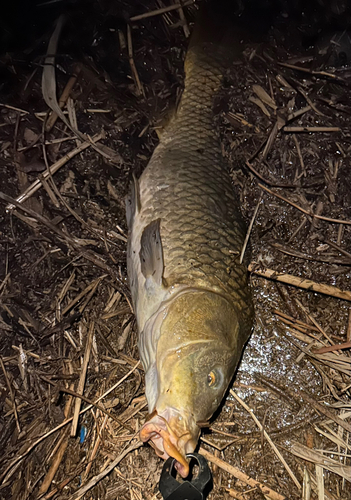 コイの釣果