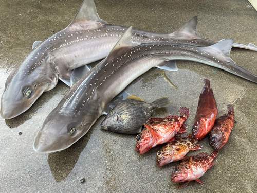 ホシザメの釣果