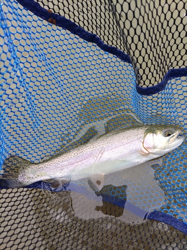 ニジマスの釣果