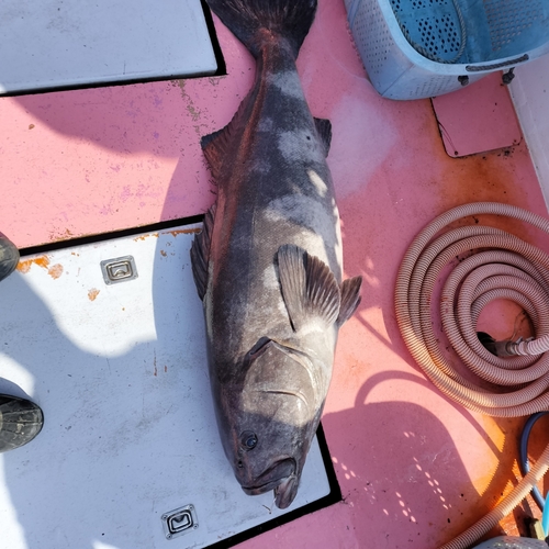 アブラボウズの釣果