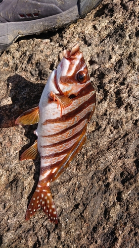 タカノハダイの釣果