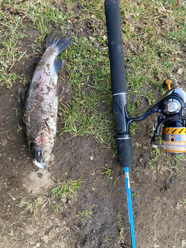 トラウトの釣果