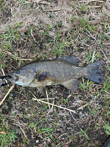 スモールマウスバスの釣果