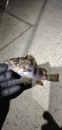 シロメバルの釣果