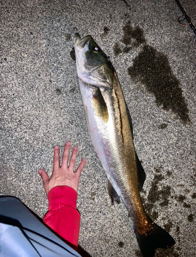 シーバスの釣果