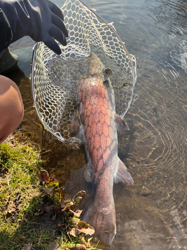 イトウの釣果