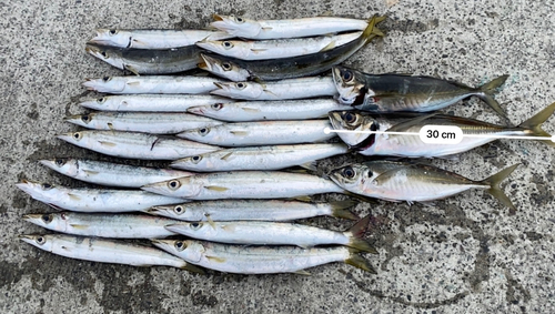 アジの釣果