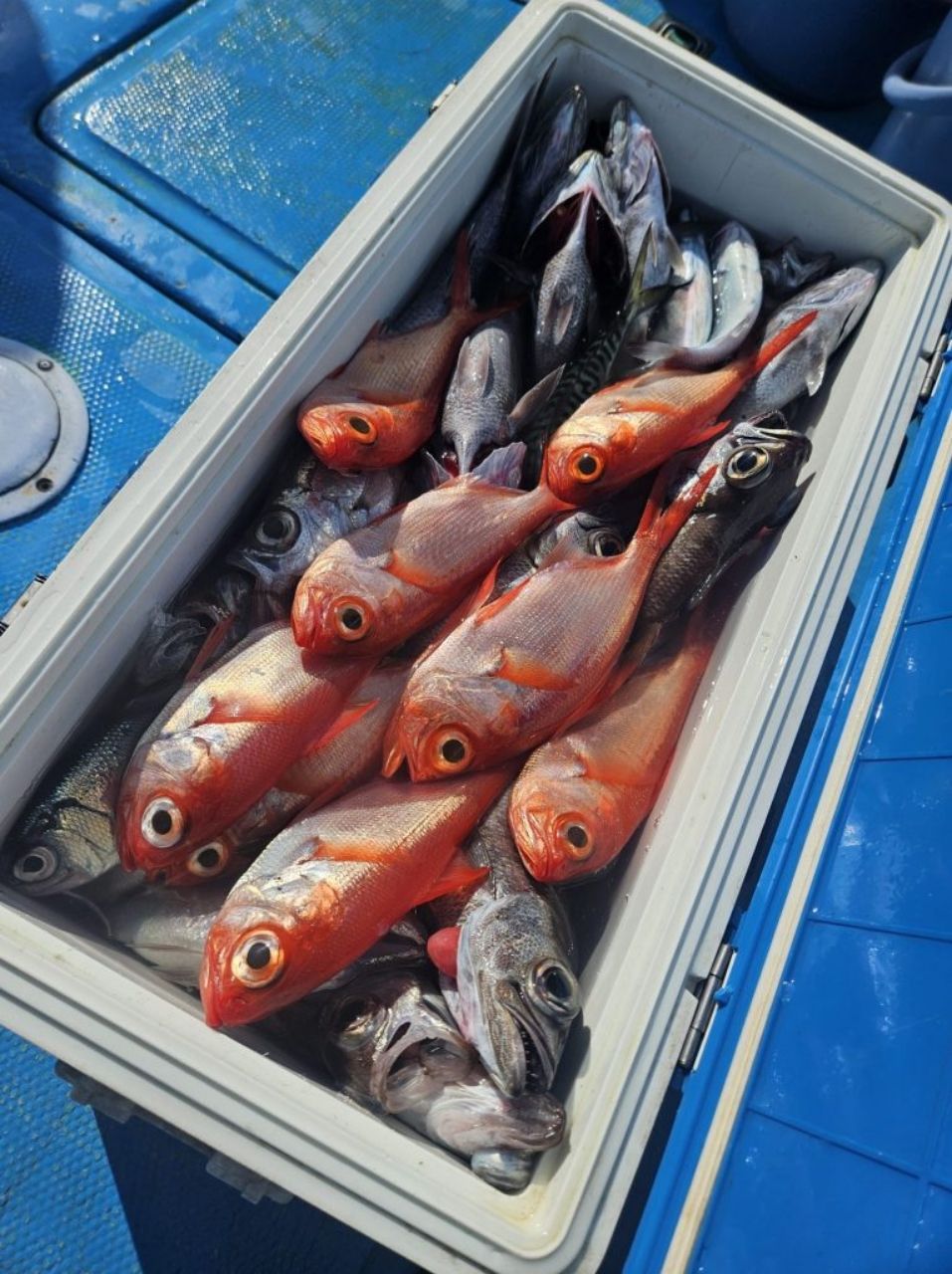 ちがさき丸 釣果さんの釣果 2枚目の画像