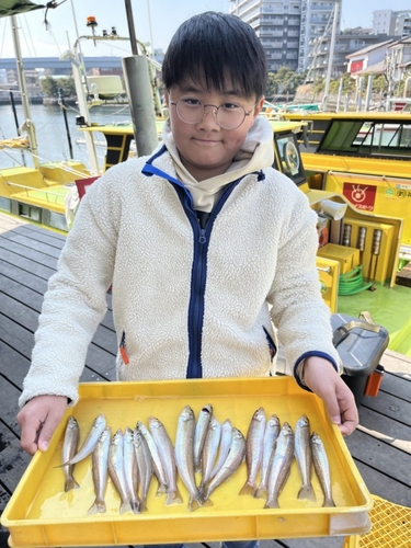 シロギスの釣果