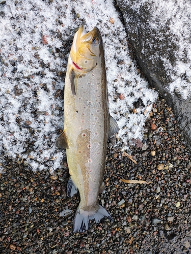 ブラウントラウトの釣果