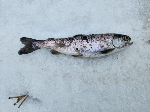 ヤマメの釣果