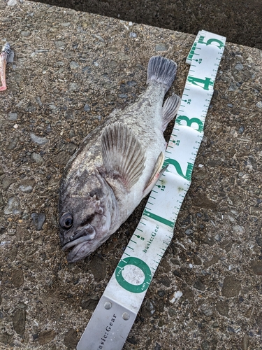 クロソイの釣果