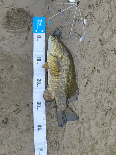 スモールマウスバスの釣果