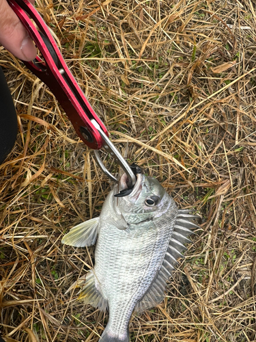 キビレの釣果