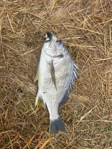 キビレの釣果