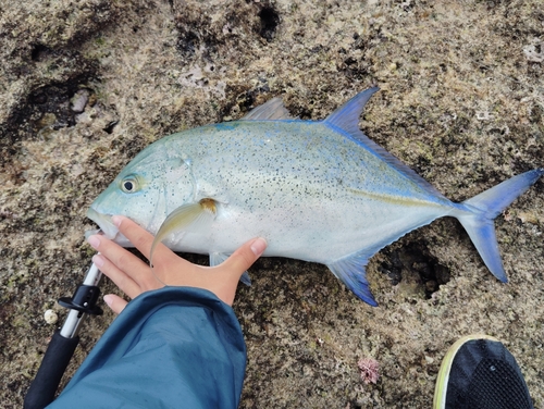 カスミアジの釣果