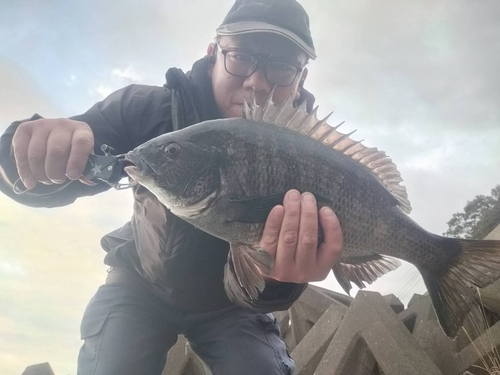 チヌの釣果