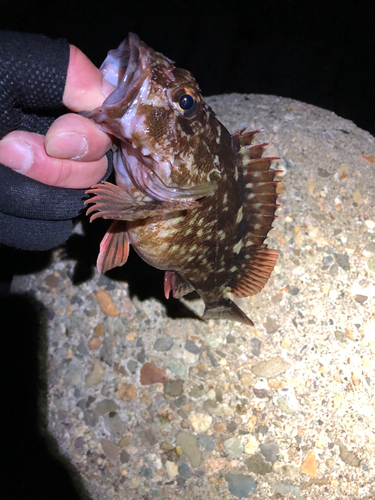 カサゴの釣果