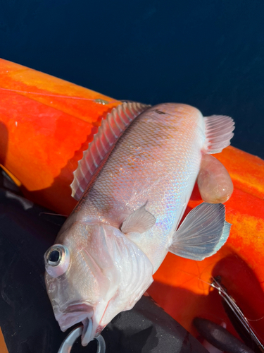 シロアマダイの釣果